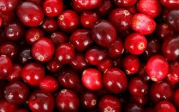 Cranberry-Produkte reduzieren Risiko für wiederkehrende Blasenentzündungen